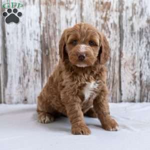 Isabella, Mini Goldendoodle Puppy